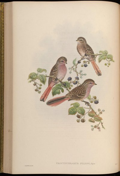 Urocynchramus pylzowi by John Gould